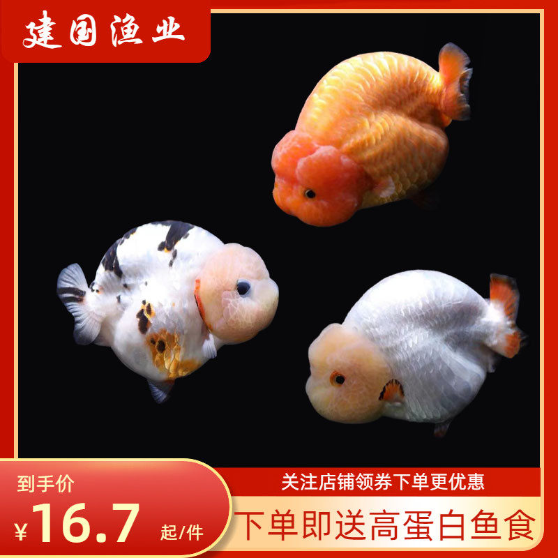 观赏鱼金鱼鱼苗活鱼精选兰寿幼苗小金鱼观赏鱼活体淡水小型鱼包邮