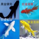 锦鲤金鱼草金冷水鱼观赏鱼黄金锦鲤白金锦鲤黑金锦鲤红草金花草金