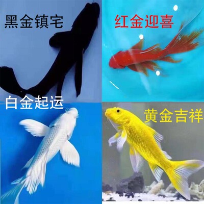 锦鲤金鱼草金冷水鱼观赏鱼黄金锦鲤白金锦鲤黑金锦鲤红草金花草金