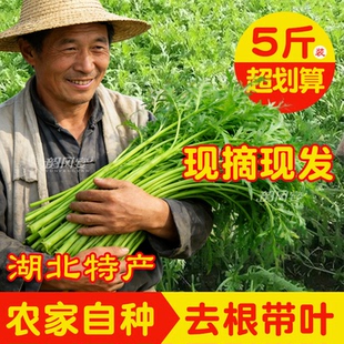 湖北特产泥蒿新鲜洪湖野生藜蒿篱蒿子芦蒿菜现摘带叶