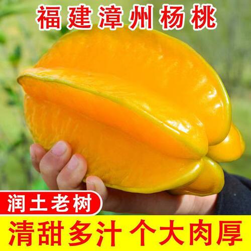 漳州甜杨桃水果整箱包邮应当季杨桃红杨桃五角星杨桃超甜现摘现发