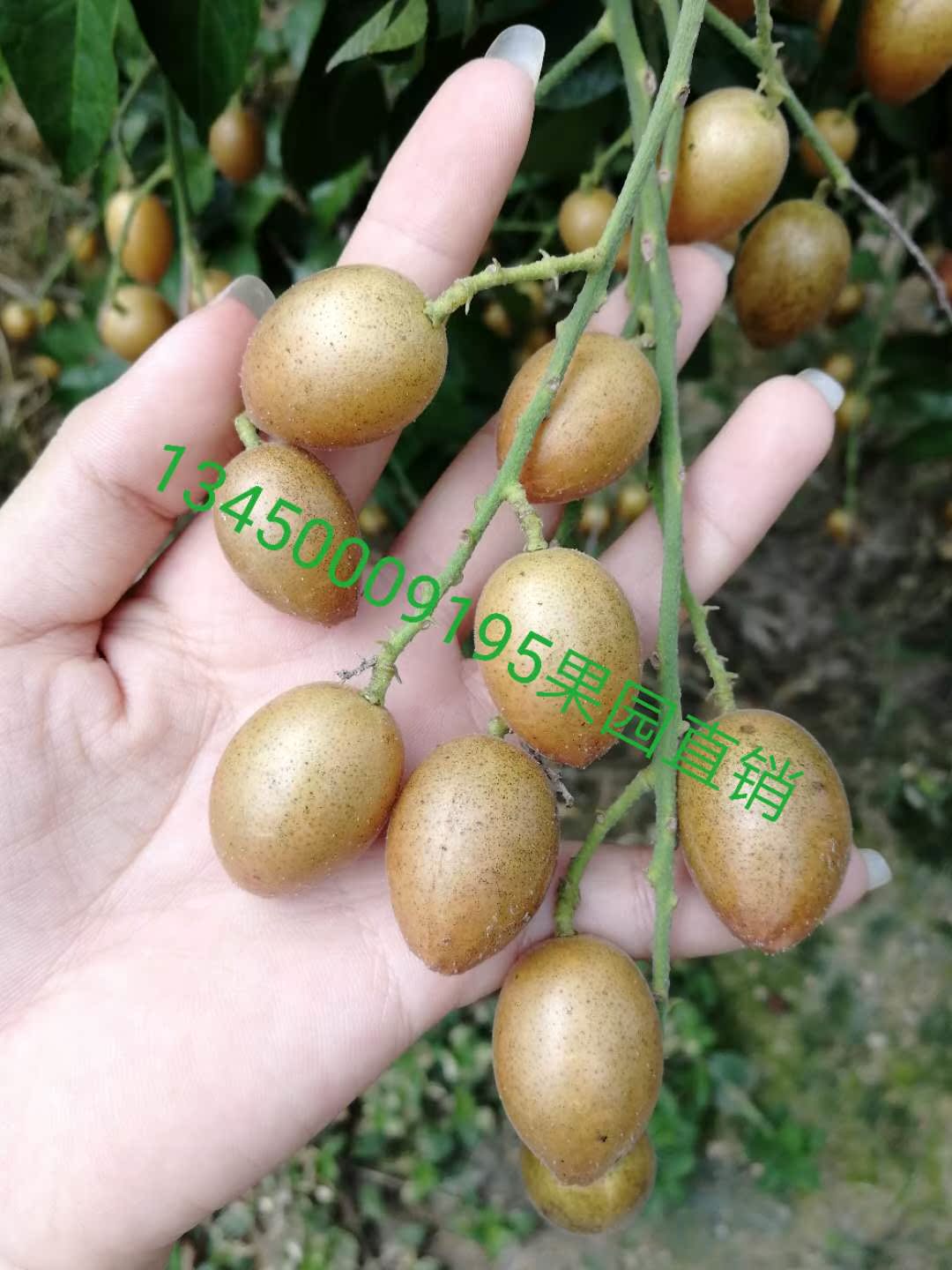 ÐÂÏÊËáÌð»ÆÆ¤¹û ¼¦ÐÄ»ÆÆ¤ ¹ûÔ°Ö±Ïú ÀÏÓ×Ôи¾ÊÊÒË ¿ªÎ¸¹û2½ï°üÓÊ