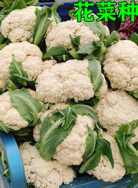 原装青梗松花菜种子散花菜白菜花籽小米花菜白面花椰菜孑春秋耐寒