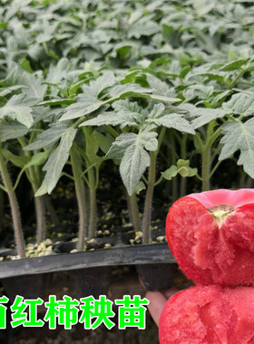 大粉沙瓤西红柿秧苗番茄苗老品种毛粉柿圣女果秧苗春夏季水果盆栽
