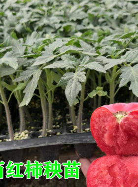 大番茄苗沙瓤西红柿秧苗四季种植