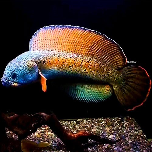 黄金眼镜蛇雷龙价格 黄金眼镜蛇雷龙图片 星期三