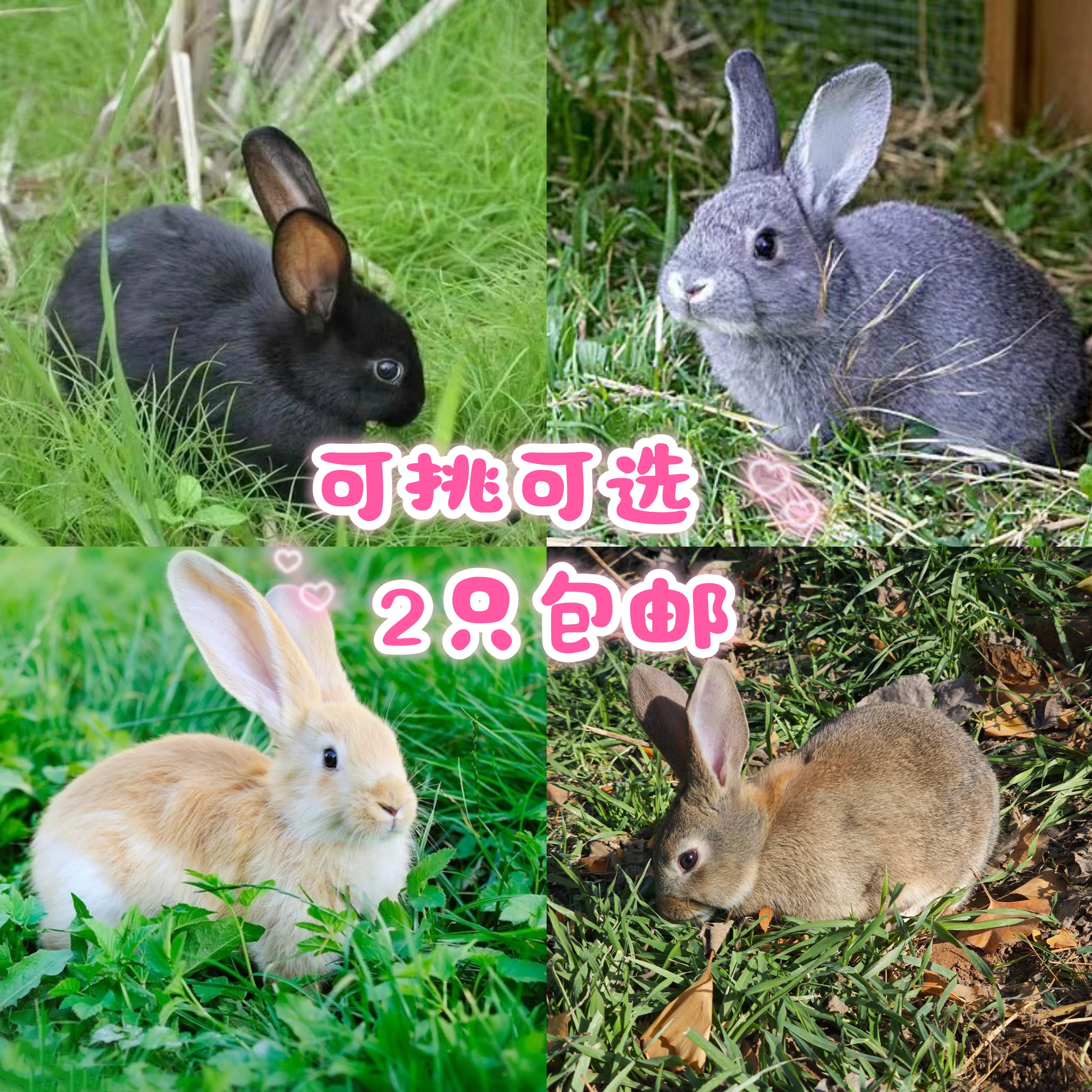 小白兔子活物幼兔苗崽子新西兰宠物成年种兔苗活体家养兔顺丰包邮