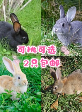 活体兔子简单好养运输包活