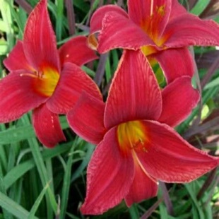 大花金娃娃萱草庭院阳台盆栽多年生花卉喜阳常绿可地栽趣味易养活