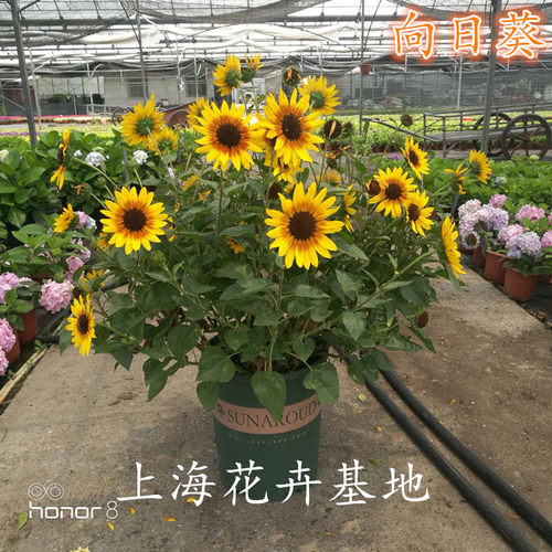 花苗多年生不怕冻向日葵盆栽包邮