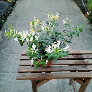 金银花盆栽苗阳台庭院可爬藤耐寒耐高温暴晒植物花园阳台多年生