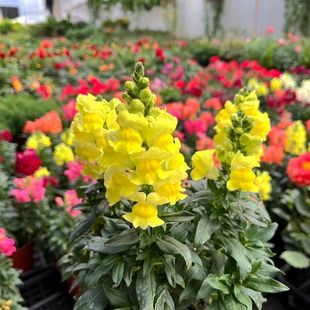 金鱼草盆栽花卉耐寒耐阴四季好养皮实易活带花发货多年生净化空气