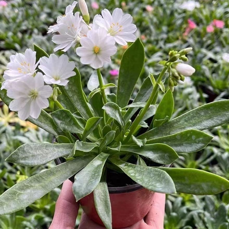 露微花黄色白色盆栽小植物花卉进口露薇花琉维草阳台花园室内桌面