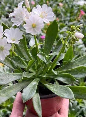 露薇花多肉植物耐寒室内耐阴耐冻