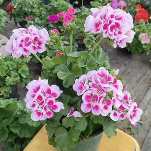 枫叶天竺葵洋绣球盆栽苗阳台庭院花园耐寒耐干多年生美化环境包邮