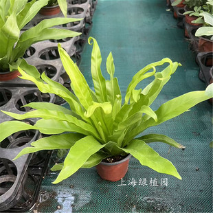 鸟巢蕨鹿角棉花糖金丝雀傅氏蕨莱斯利盆栽凤尾蕨心愿蕨珊瑚蕨蕨类