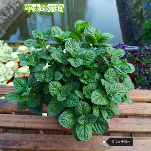 留兰香薄荷可以吃香料明月草阳台