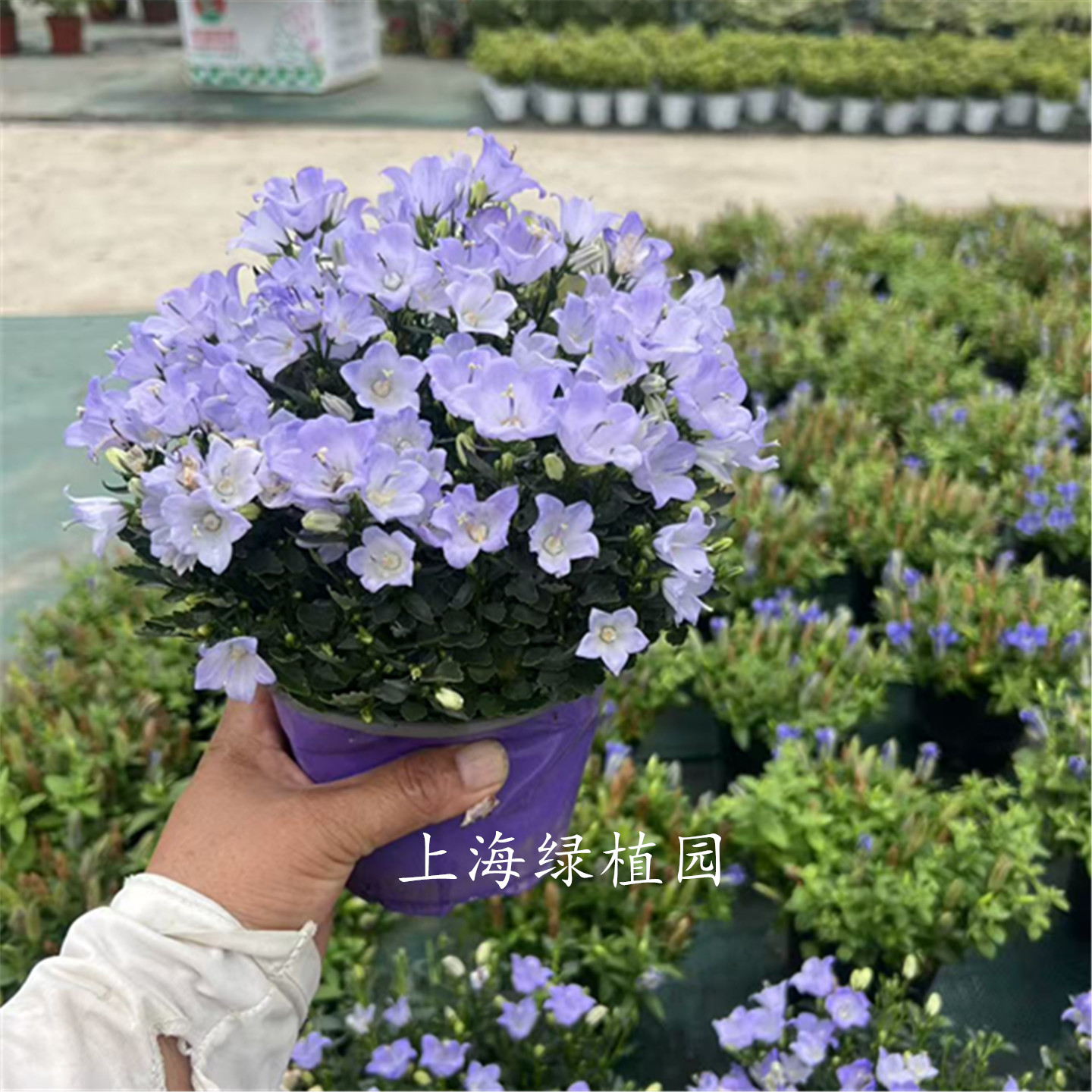 丹麦风铃重瓣梦露风铃花草盆栽植物室内客厅花卉四季开花易活好养