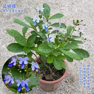 蓝蝴蝶蝴蝶花盆栽多年生木本植物花园阳台花像蝴蝶在飞舞生动优美