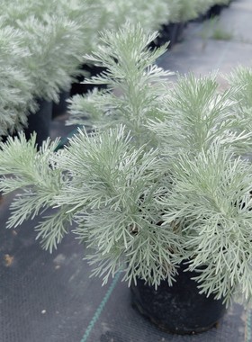 观叶花卉阳台庭院花镜耐热好养