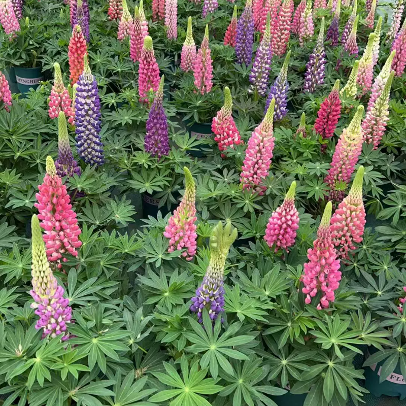 毛地黄飞燕草鲁冰花盆栽多年生