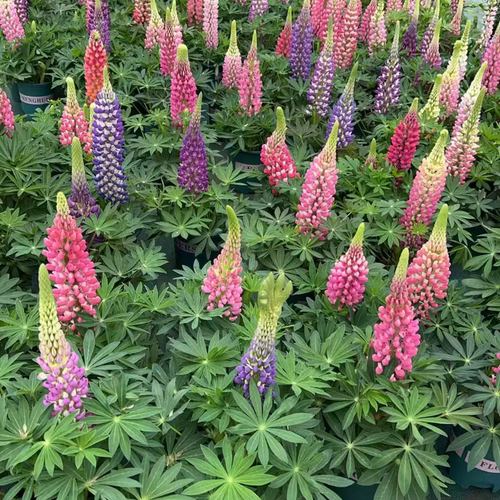 毛地黄飞燕草鲁冰花盆栽多年生