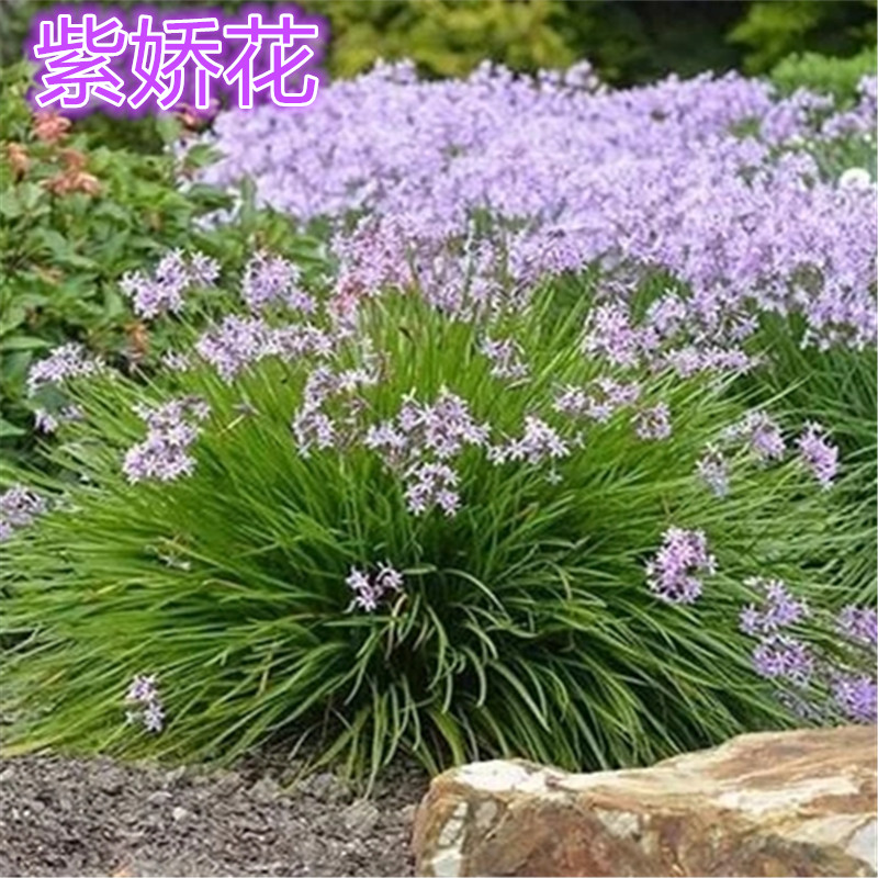 紫娇花洋韭菜非洲百合盆栽花苗耐热多年生阳台庭院花卉易活包邮