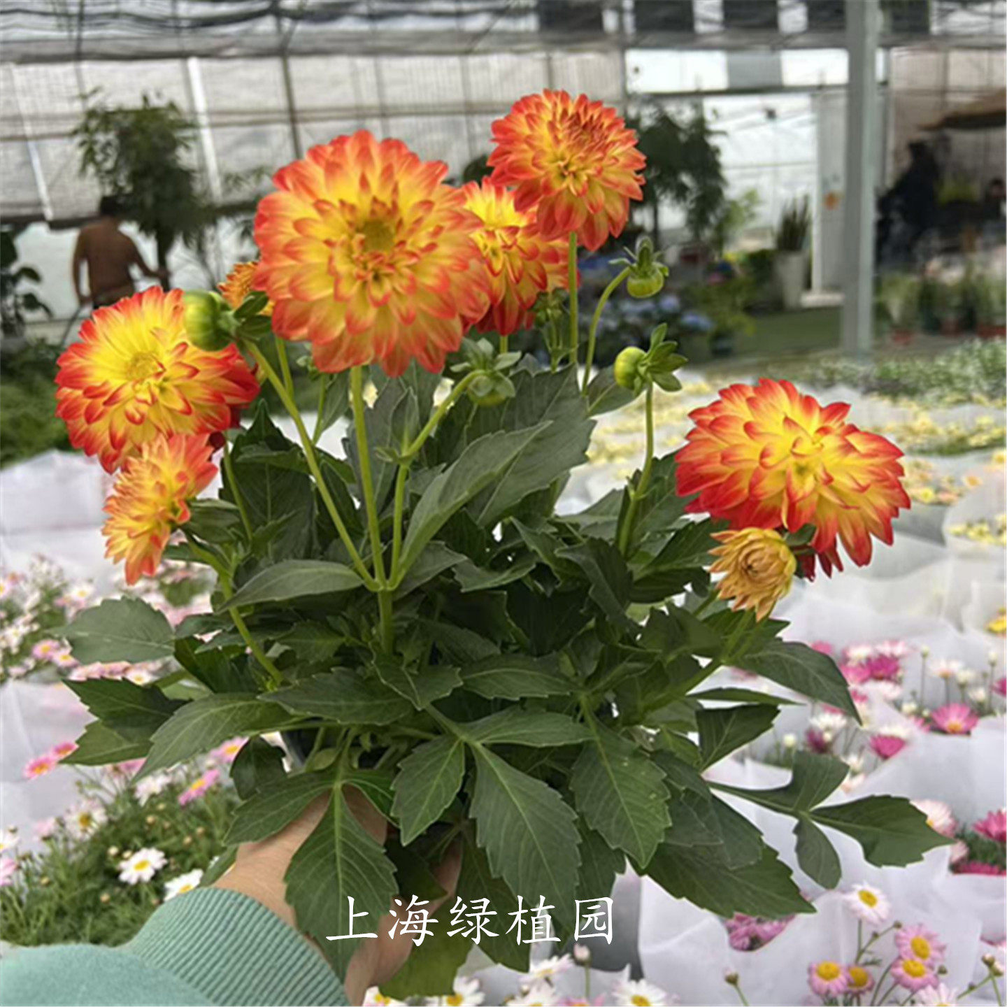 小丽花盆栽小丽菊花苗天竺牡丹阳台庭院大丽花观花多年生带花发货