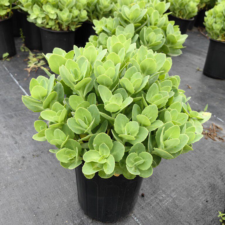 八宝景天多年生耐寒耐热地被低矮植物开花像绣球花园花镜常绿花卉