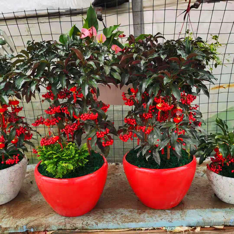 盆栽富贵客厅室内黄金万两籽朱砂根盆景观果植物金玉满堂耐寒花卉