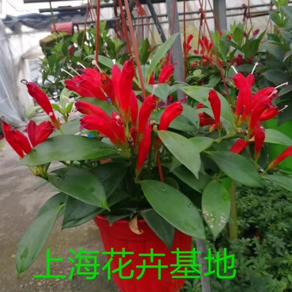 火凤凰直立口红金鱼花包邮盆栽