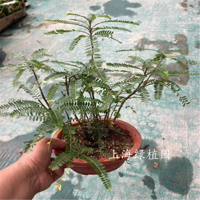 山水假山摆件水培绿植盆栽室内