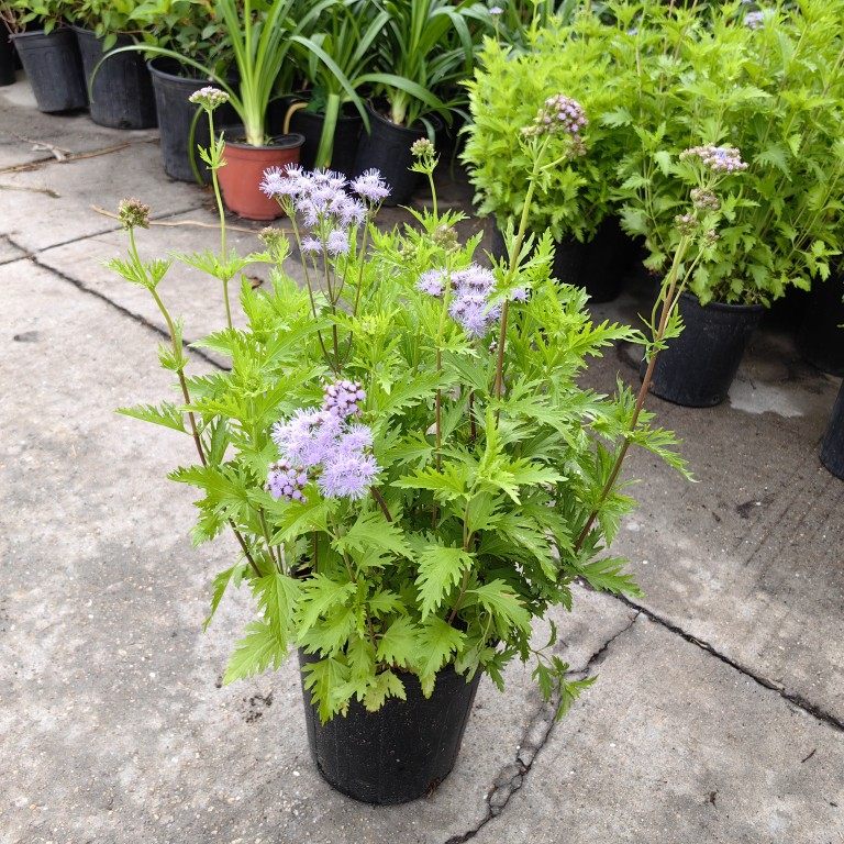 蓝雾花盆栽兰雾草盆栽植物多年生阳台花苗盆景地栽花坛庭院包邮