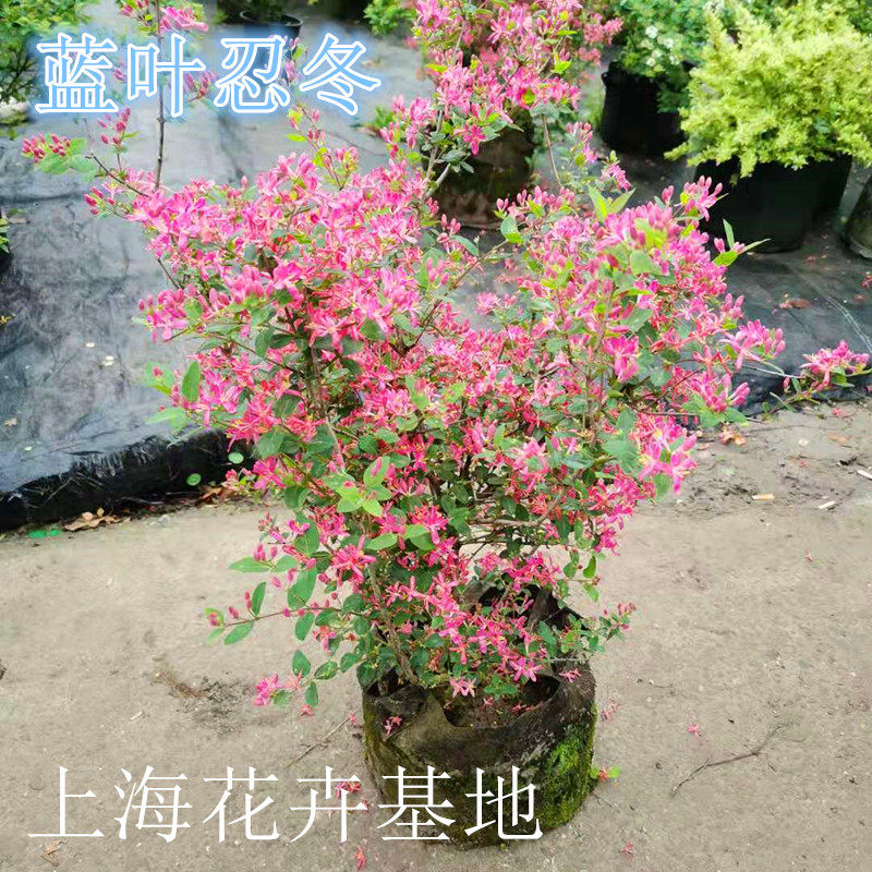 蓝叶忍冬盆栽多年生灌木耐寒耐热四季常绿玫瑰忍冬阳台庭院花量大