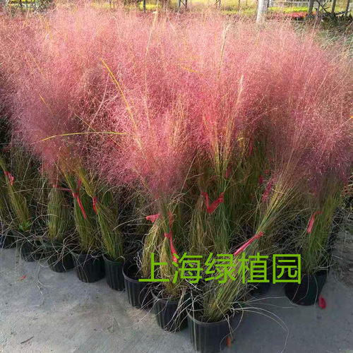 粉黛乱子草紫叶狼尾草羽毛草庭院