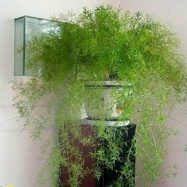 天门冬吊兰武竹丝盆栽苗花卉天冬草四季常青室内耐阴植物庭院绿植