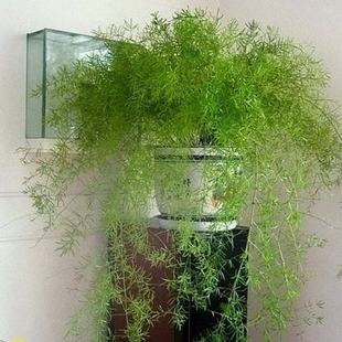 天门冬吊兰武竹丝盆栽苗花卉天冬草四季常青室内耐阴植物庭院绿植