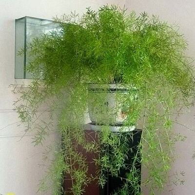 天门冬吊兰武竹丝栽耐阴四季常青