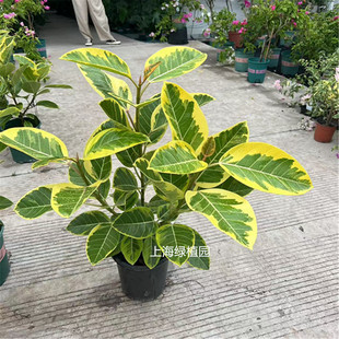 富贵榕树苗花叶黄金榕盆栽苗室内盆景富贵榕花卉绿植盆栽人气精品