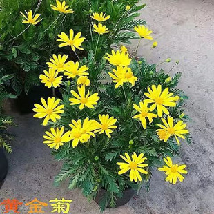 黄金菊暮春菊茼蒿菊黄金玛格丽特多年生木本植物花园室外阳台植物