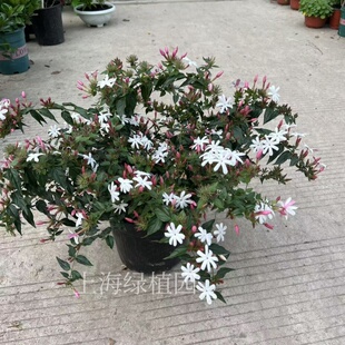 新品种越南红嘴粉苞茉莉多年生木本爬藤植物庭院阳台带花发货包邮