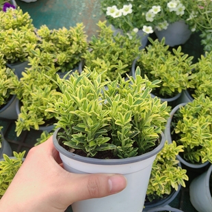 小叶金边黄杨 耐寒耐热新西兰常绿小灌木花卉 花镜造景植物 包邮