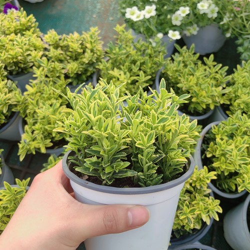 小叶金边黄杨花镜阳台盆栽绿植