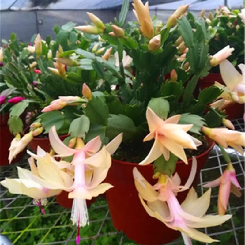 蟹爪莲仙指兰黄金索菲亚多肉观花绿植盆栽花卉兰花苗室内阳台花园