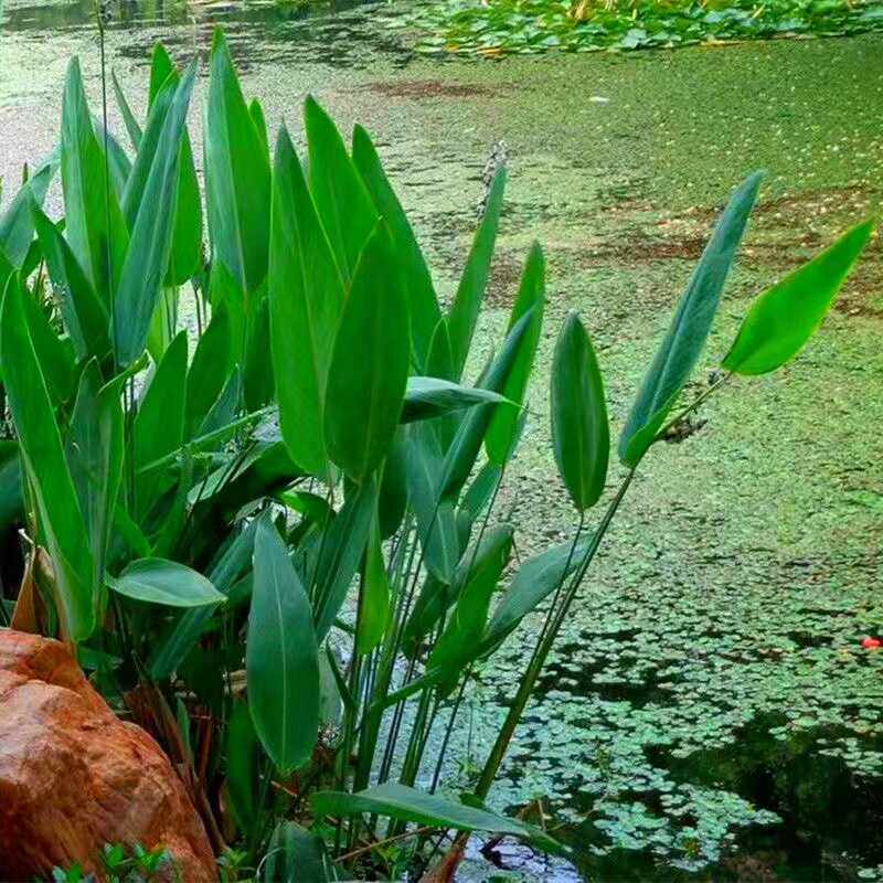 再力水生植物挺水植物狐尾藻苗池塘净化水质养鱼龟浮萍草耐寒好养图片