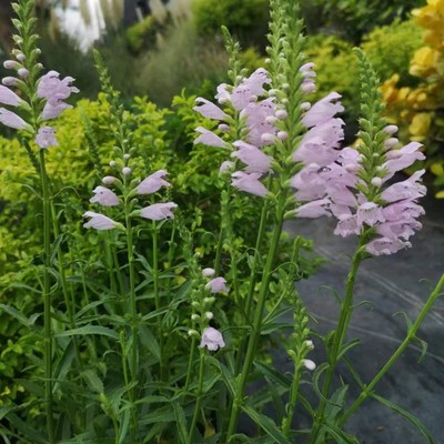 耐热多年生宿根植物阳台还原室内