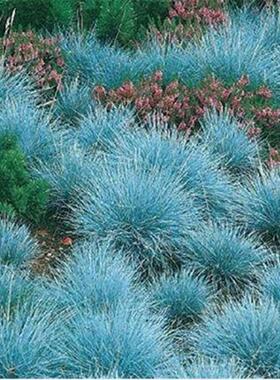 蓝羊毛蓝绒草盆栽 蓝色草坪地被 耐寒耐热易种植蓝羊茅包成活包邮