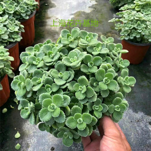 喷喷香植物桌面盆栽绿植多肉碰碰抹香一摸香阳台室内香草植物食用