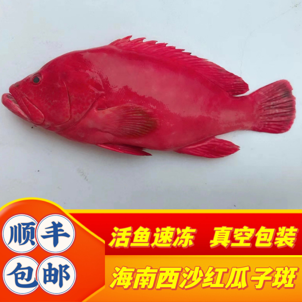 海南红瓜子斑鱼石斑鱼野生海鲜新鲜冰冻冷冻冰鲜红斑鱼顺丰包邮