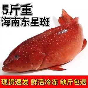 海南深海海捕东星斑鱼石斑鱼礼品红星新鲜海鲜鲜活海鱼冷冻东兴